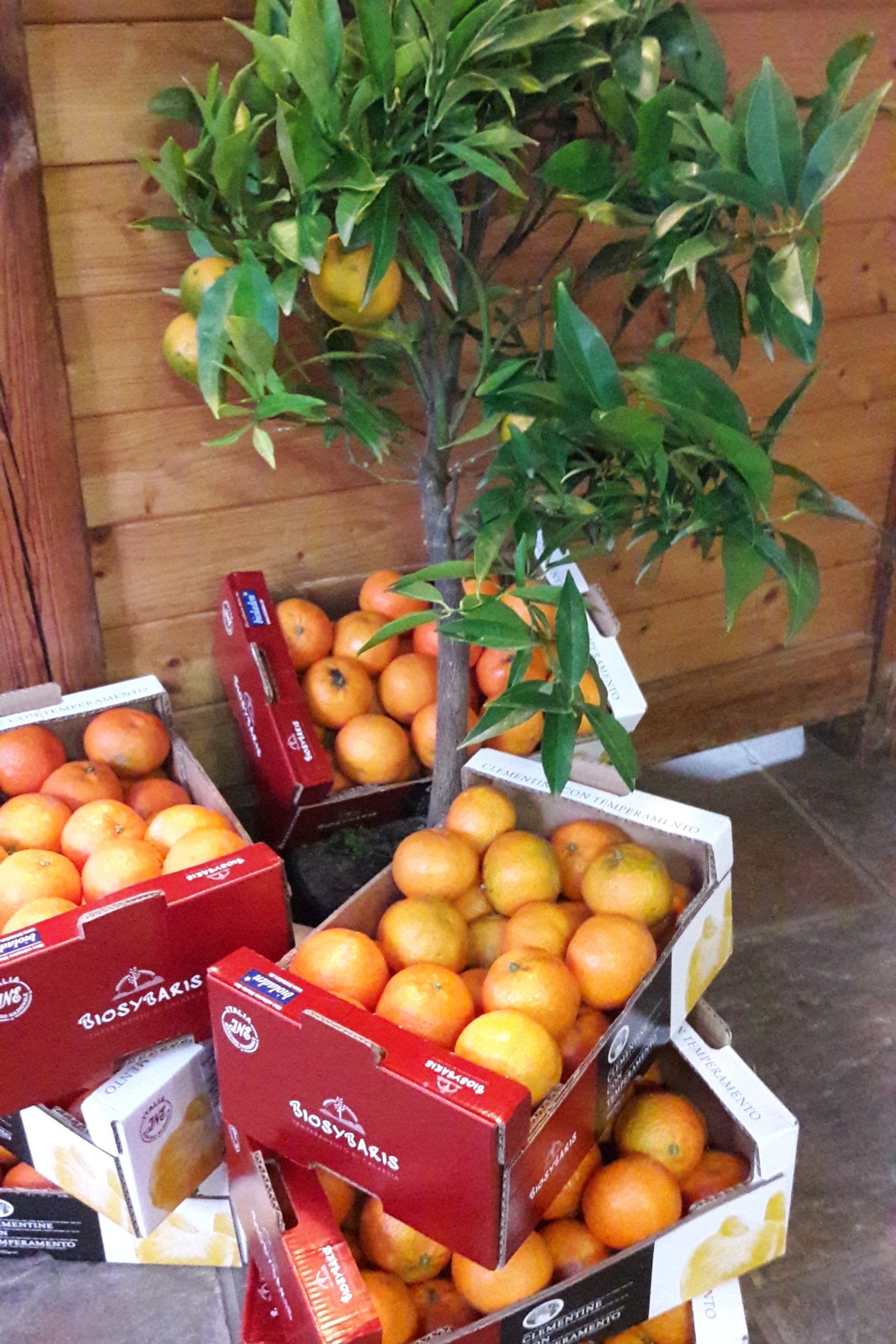 Guidohof Online Shop